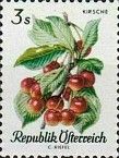 Wild Cherry (Prunus avium)