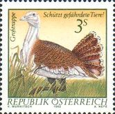 Great Bustard (Otis tarda)