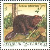 Eurasian Beaver (Castor fiber)