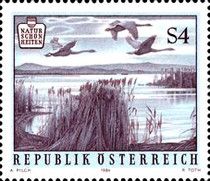 Swans (Cygnus sp.) over Neusiedler Lake