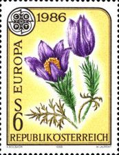 Greater Pasque Flower (Pulsatilla grandis)
