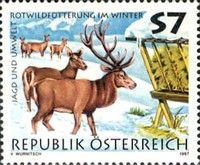 Red Deer (Cervus elaphus)
