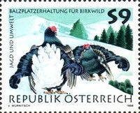 Black Grouse (Lyrurus tetrix)