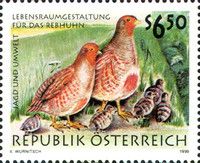 Gray Partridge (Perdix perdix)