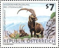 Alpine Ibex (Capra ibex)