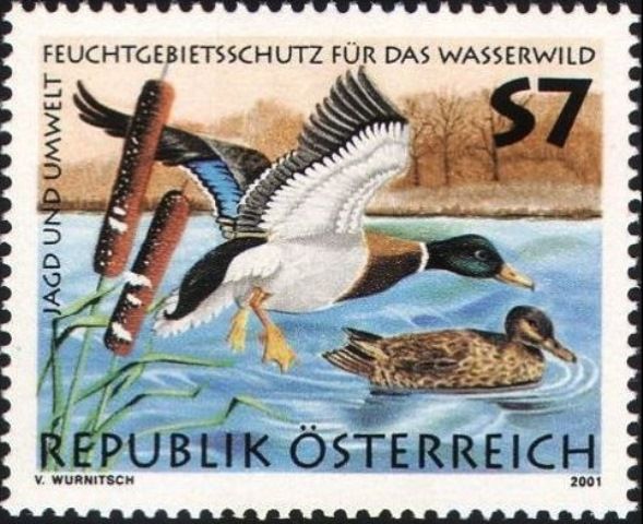 Mallard (Anas platyrhynchos)