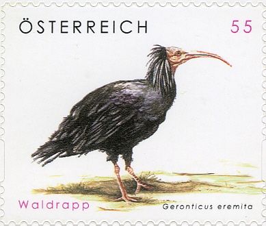 Northern Bald Ibis (Geronticus eremita)