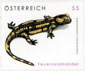 Fire Salamander (Salamandra salamandra)