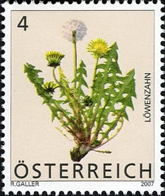 Common Dandelion (Taraxacum officinale)