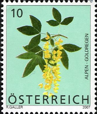 Scotch Laburnum (Laburnum alpinum)