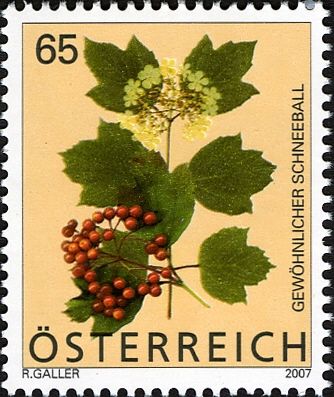 Guelder Rose (Viburnum opulus)