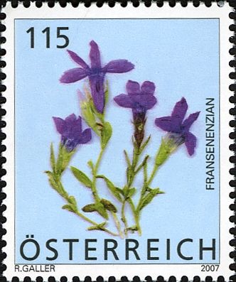 Fringe-flowered Gentian (Gentianopsis ciliata)