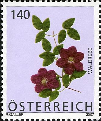 Clematis (Clematis sp.)