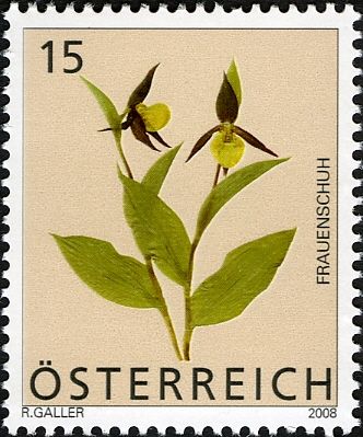 Lady's Slipper Cypripedium calceolus)
