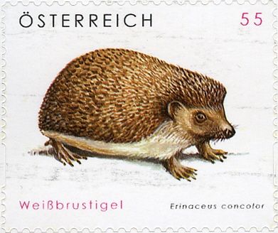 Northern White-breasted Hedgehog (Erinaceus concolor)