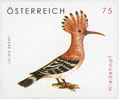 Eurasian Hoopoe (Upupa epops)