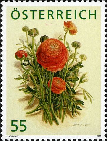 "Ranunculus" by Judith Schimany