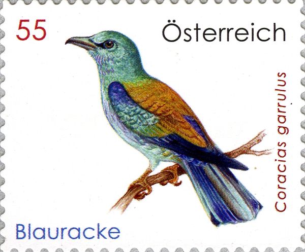 European Roller (Coracias garrulus)
