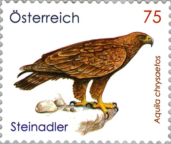 Golden Eagle (Aquila chrysaetos)