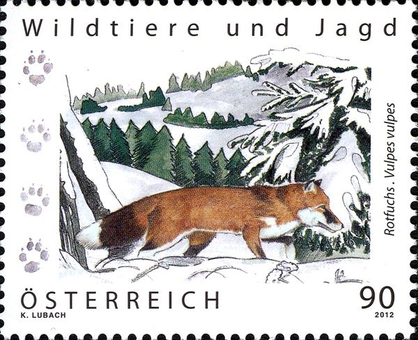 Red Fox (Vulpes vulpes)