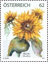 Sunflower (Helianthus sp.)