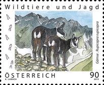 Alpine Chamois (Rupicapra rupicapra)