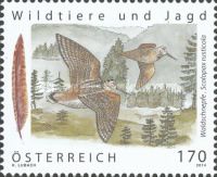 Eurasian Woodcock (Scopolax rusticola)