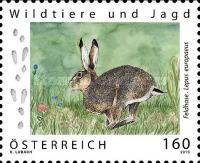 European Hare (Lepus europaeus)