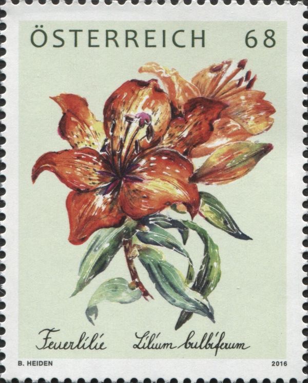 Orange Lily (Lilium bulbiferum)
