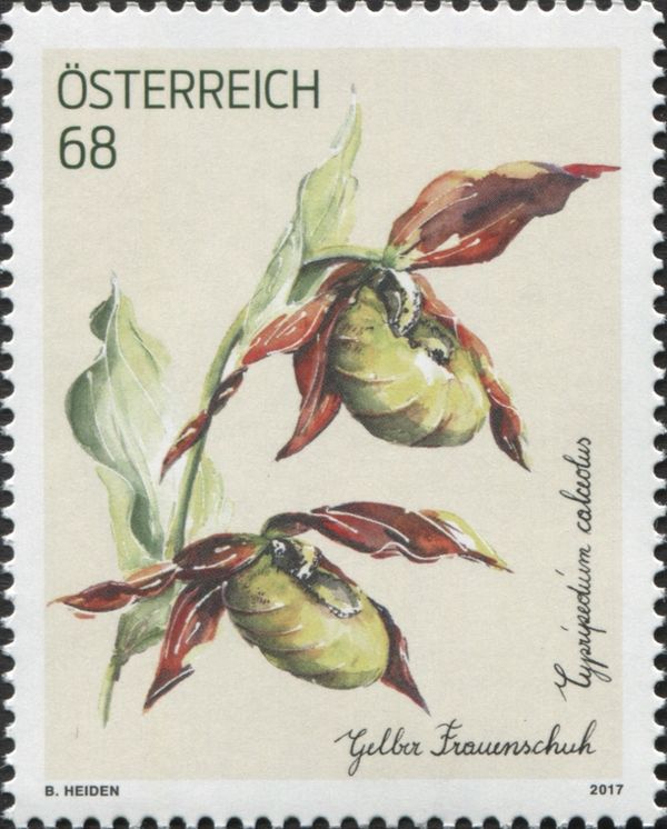 Lady's Slipper Orchid (Cypripedium calceolus)