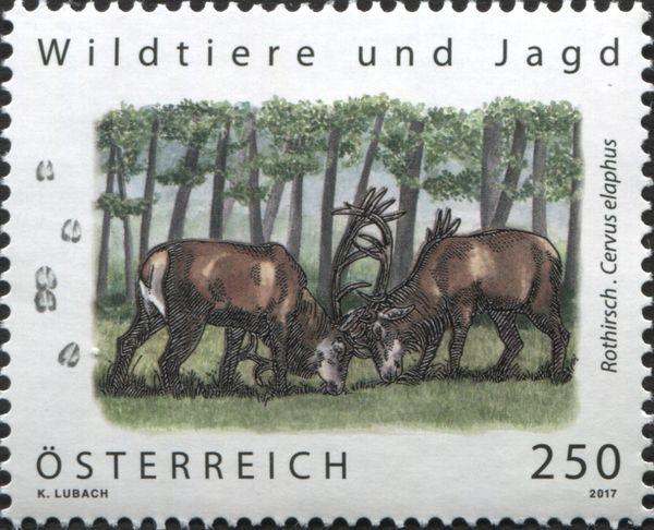 Red deer (Cervus elaphus)