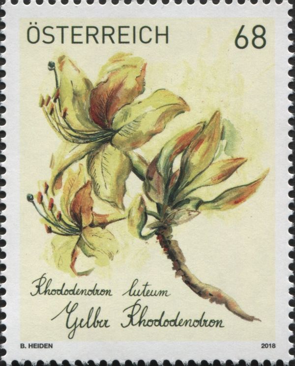 Pontic Azalea (Rhododendron luteum)