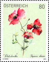Common Poppy (Papaver rhoeas)