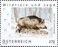 Wild Boar (Sus scrofa)