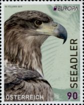 White-tailed Eagle (Haliaeetus albicilla)