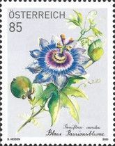 Blue Passionflower (Passiflora caerulea)