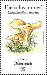 Chanterelle (Cantharellus cibarius)