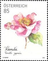 Camellia (Camellia japonica)