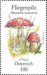 Fly Agaric (Amanita muscaria)