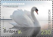 Birdpex 2022 - Cygnus olor