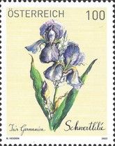 German Bearded Iris (Iris germanica)