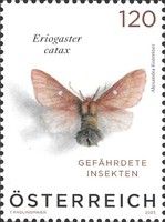Eastern Eggar (Eriogaster catax)