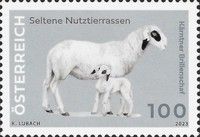 Carinthian Sheep