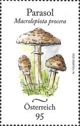 Parasol Mushroom (Macrolepiota procera)
