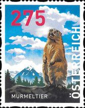 Alpine Marmot (Marmota marmota)