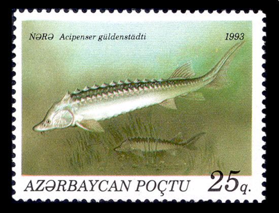 Russian Sturgeon (Acipenser gueldenstaedtii)