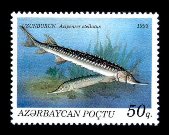 Stellate Sturgeon (Acipenser stellatus)