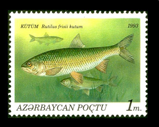 Caspian Kutum (Rutilus frisii kutum)