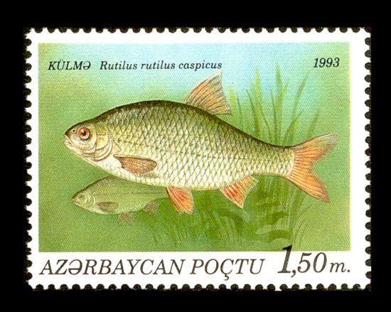 Caspian Roach (Rutilus rutilus caspicus)