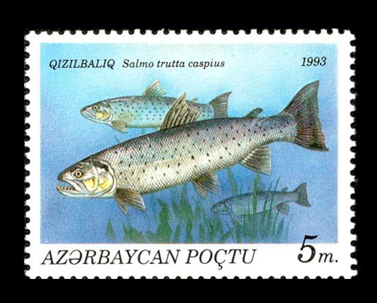 Caspian Trout (Salmo trutta caspius)